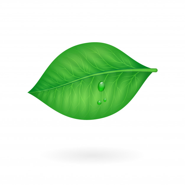 626x626 Green Leaf Vector Free Download