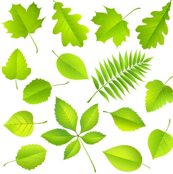 581x583 18 Green Leaves Vector Images