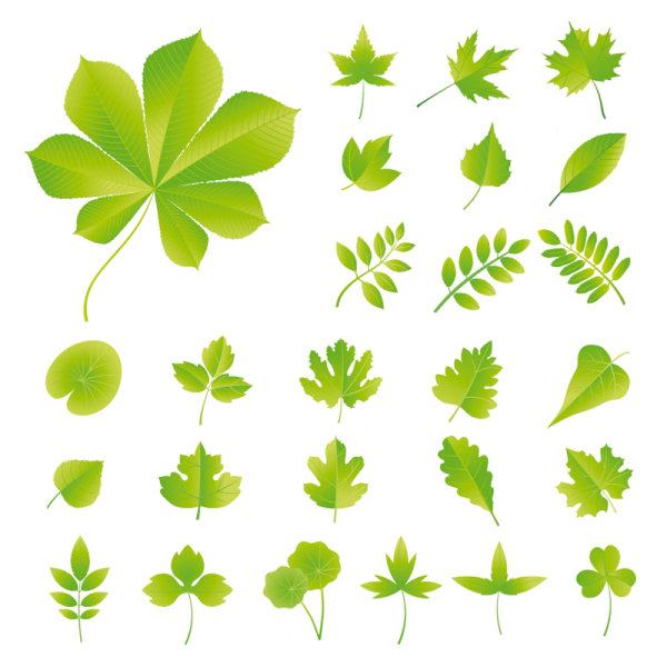 600x600 Set Of Exquisite Leaves Vector Graphics Part 03 Free Download