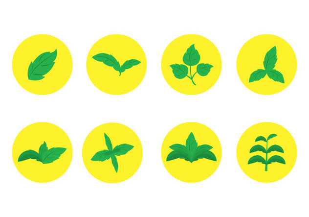 632x443 Stevia Leaf Vector Free Vector Download 438199 Cannypic