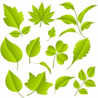 338x337 Vine Leaf Vectors, Photos And Psd Files Free Download Flowers