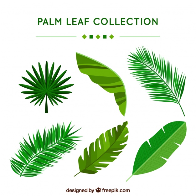 626x626 Ai] Collection Of Palm Leaves Vector Free Download