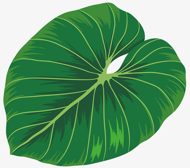 650x575 Dark Green Banana Leaves, Green Vector, Banana Vector, Vector Png