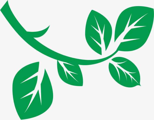 650x505 Green Leaves Vector Material, Green Leaves, Leaf, Vector Png And