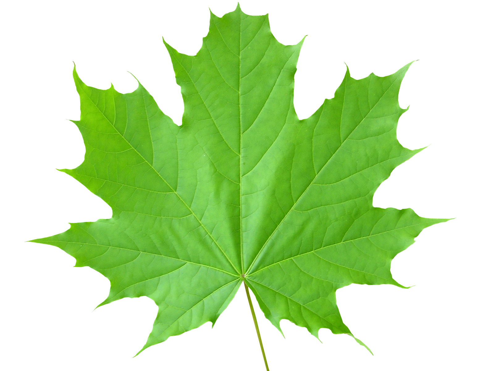 1600x1200 Leaf Vector