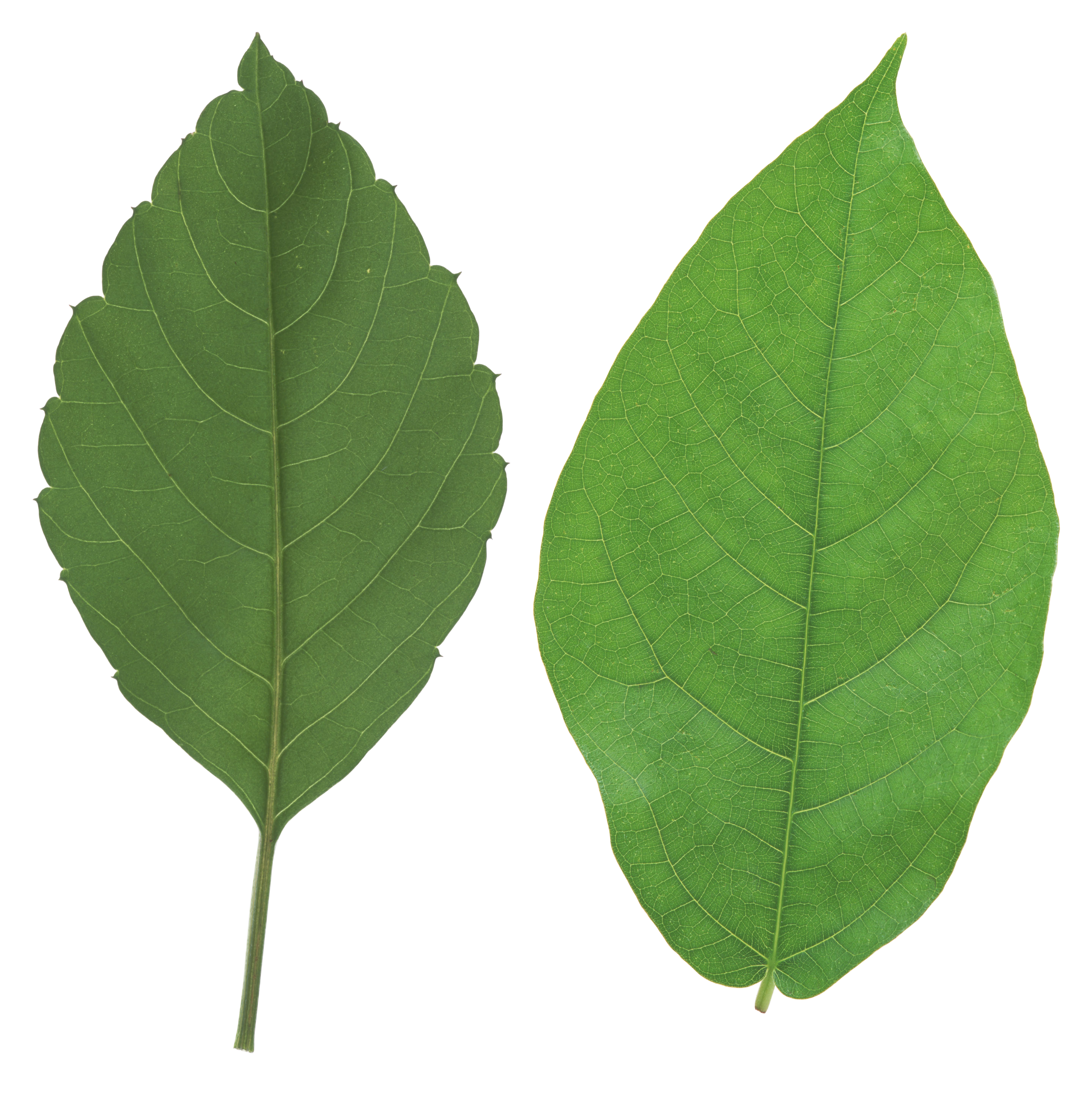 2878x2932 Leaf Vector 15