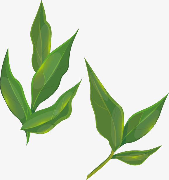 579x615 Vector Green Leaf, Green Vector, Leaf Vector, Vector Png And