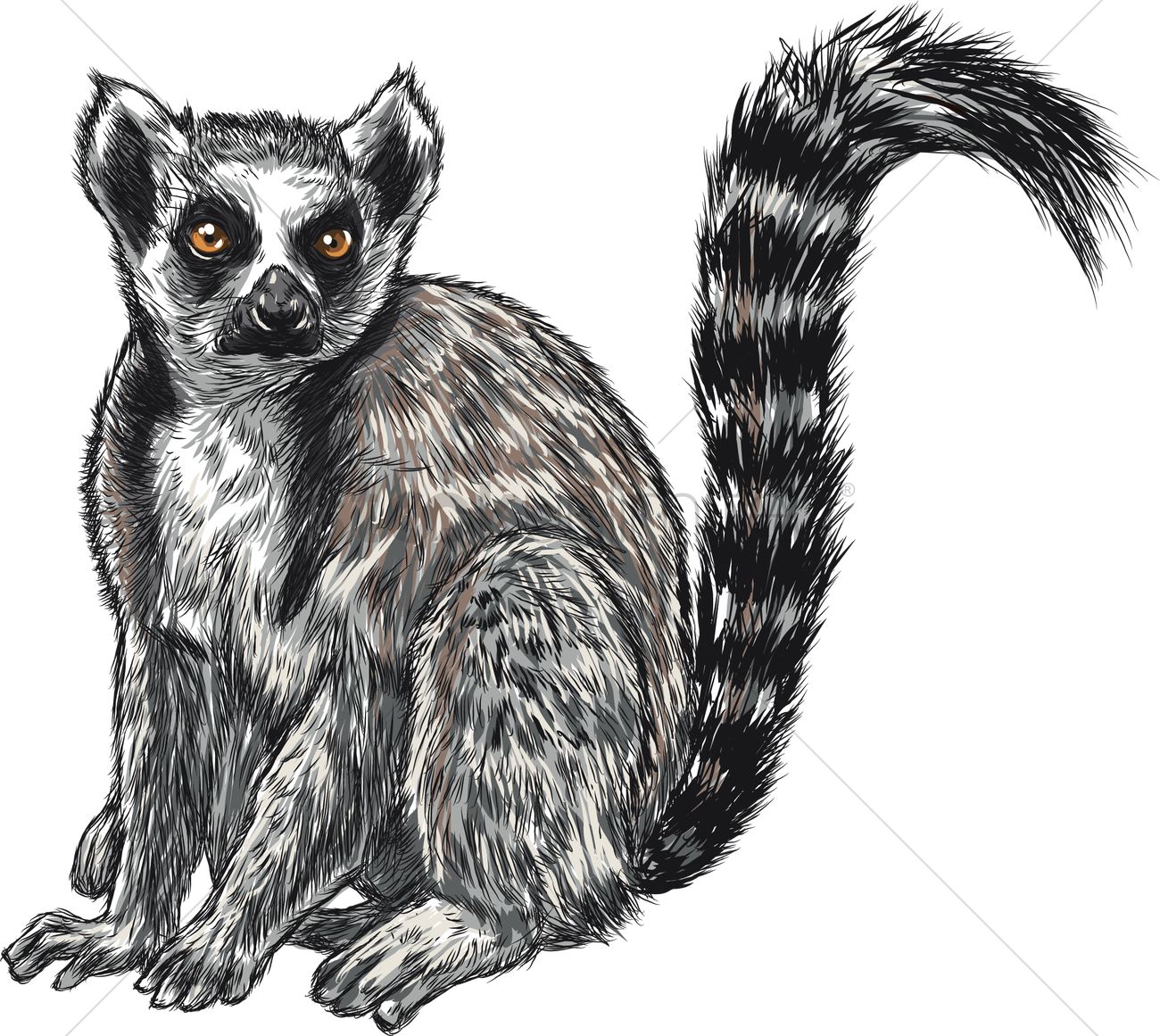 1300x1161 Lemur Vector Image