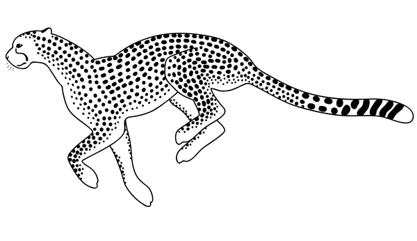 600x346 Hand Drawn Leopard Vector Illustration 05 Free Download