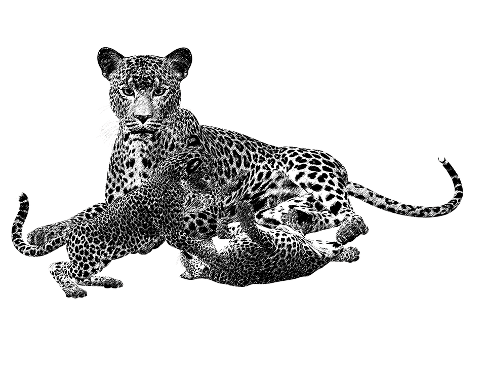 960x720 19 Leopard Vector Wild Cat Huge Freebie! Download For Powerpoint