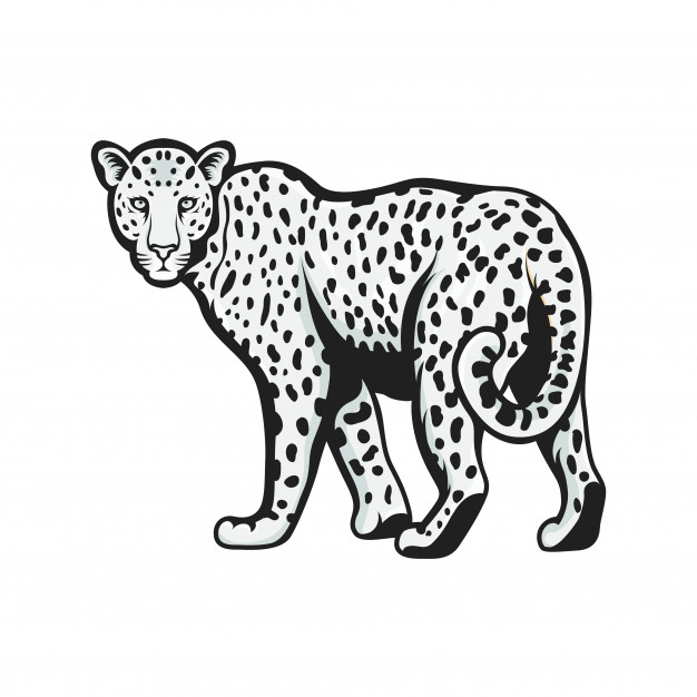 626x626 Leopard Vector Design Mascot Logo Illustration Emblem Isolated