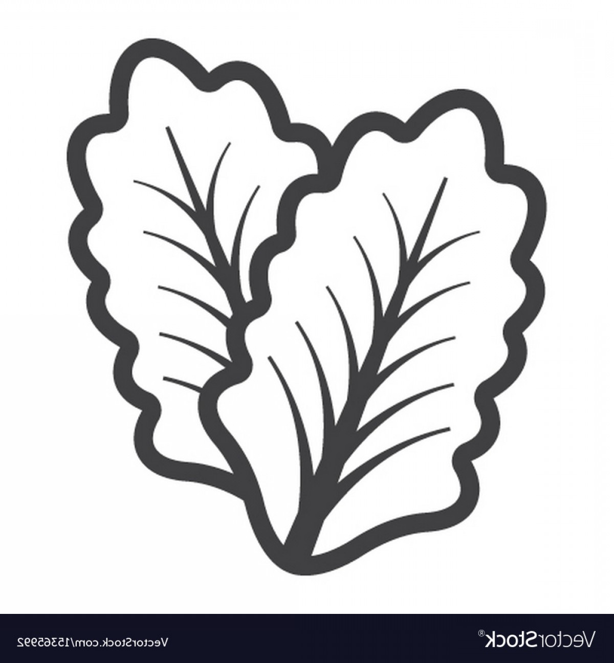 1200x1296 Lettuce Line Icon Vegetable And Salad Leaf Vector Lazttweet