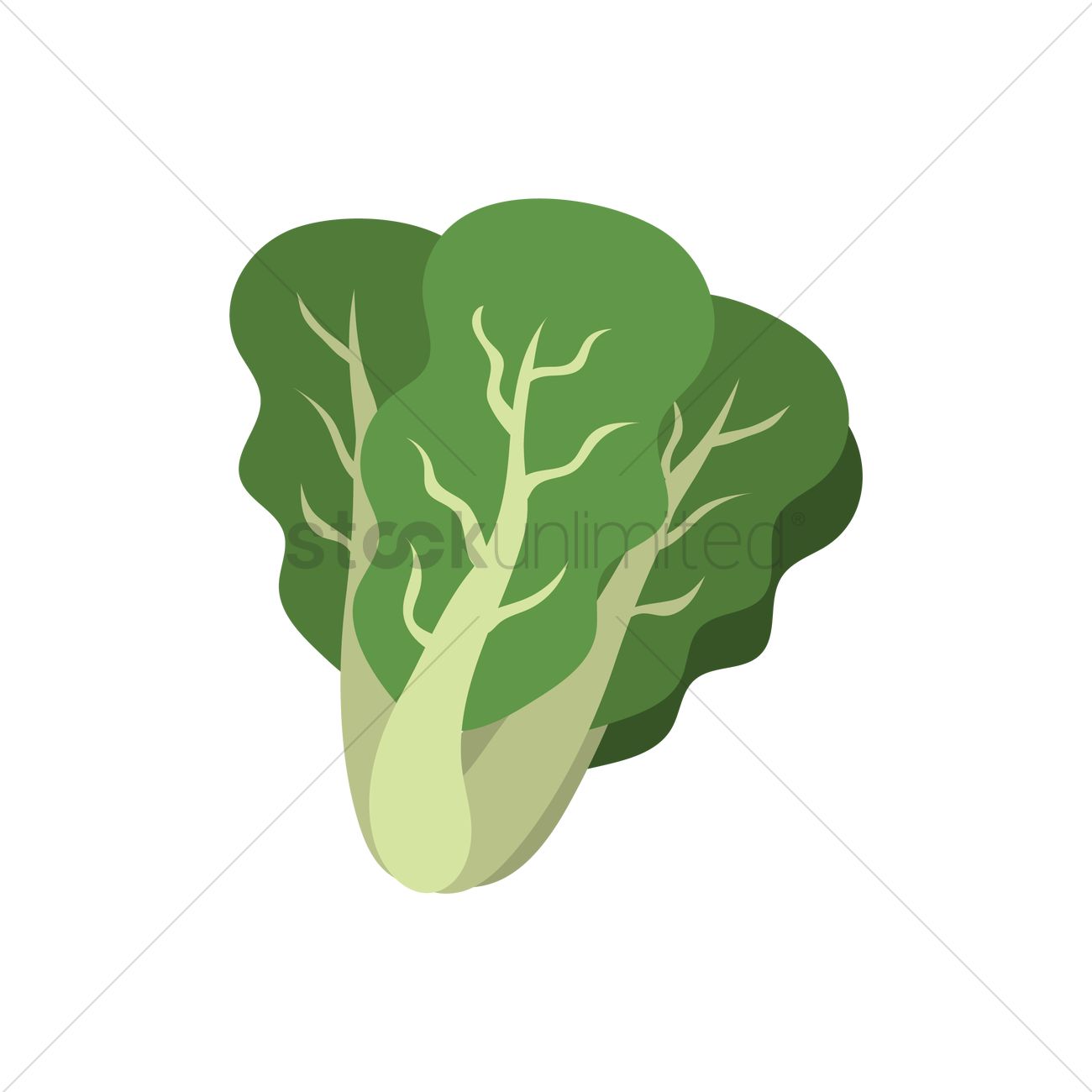 1300x1300 Lettuce Vector Image