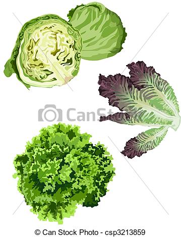 359x470 Lettuce Icons On White Background.