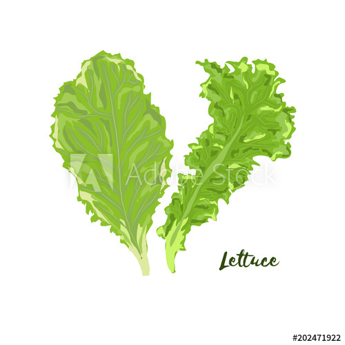 500x500 Lettuce. Vector Illustration. No Gradient