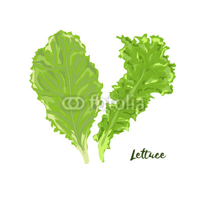 400x400 Lettuce. Vector Illustration. No Gradient Buy Photos Ap Images
