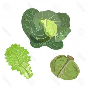 300x300 Photostock Vector Cabbage And Lettuce Vector Illustration Lazttweet