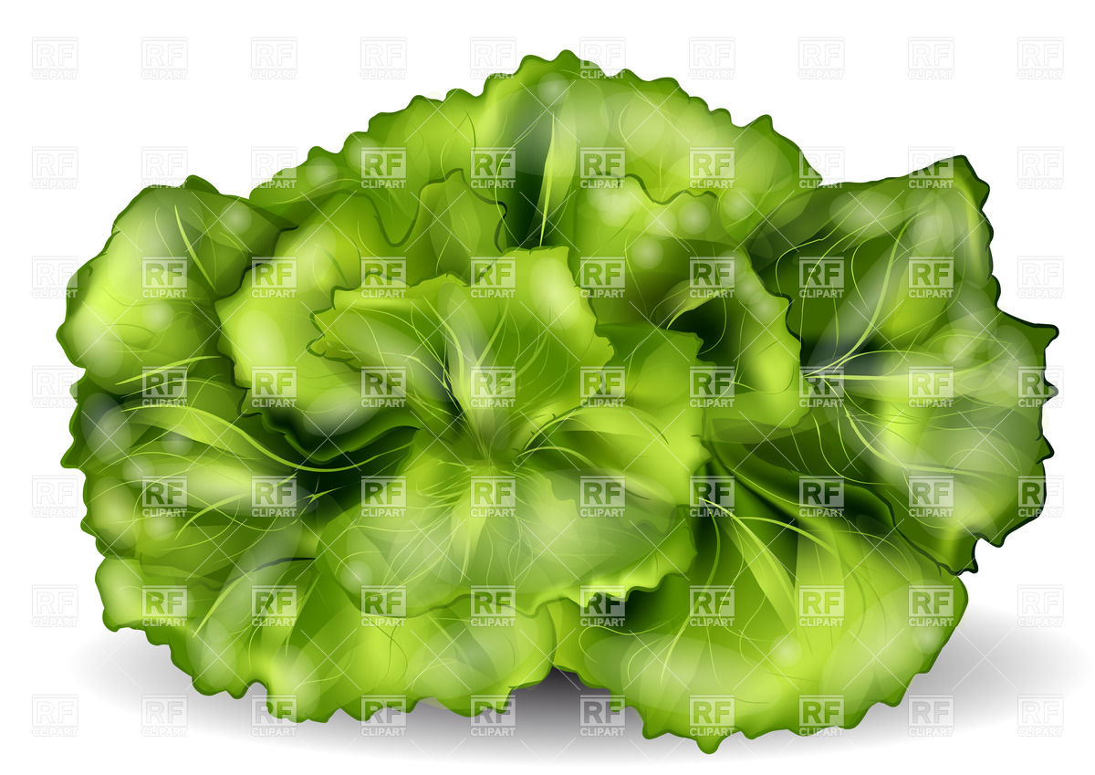 1200x849 Stack Of Lettuce Vector Image Vector Artwork Of Food And