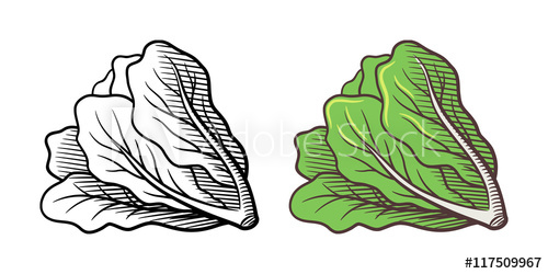 500x250 Stylized Illustration Of Lettuce. Vector, Isolated On White