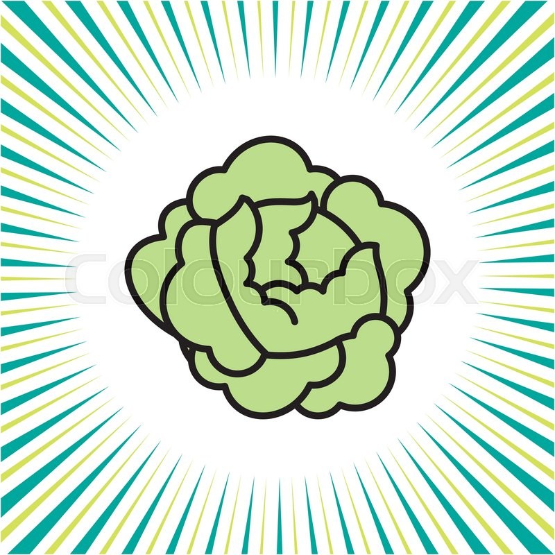 800x800 Vegetable Cabbage And Lettuce ,vector Icon Stock Vector Colourbox