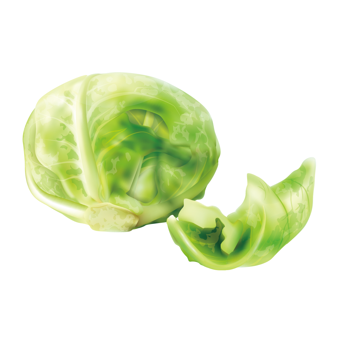 1240x1265 Cabbage Cruciferous Vegetables Lettuce