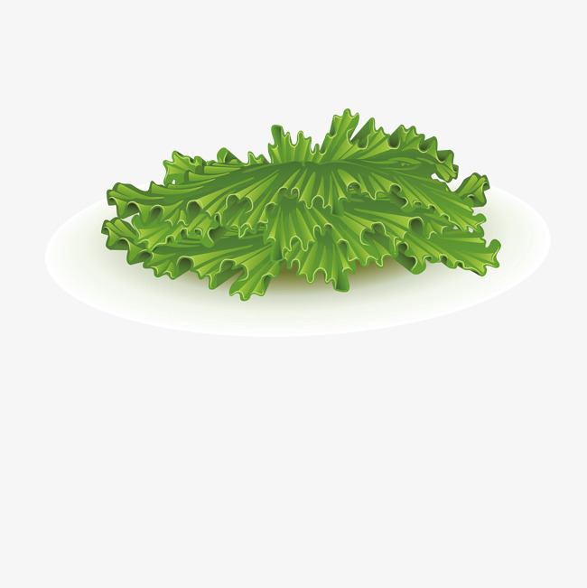 650x651 Fresh Lettuce, Vector, Food, Vegetables Png And Vector For Free