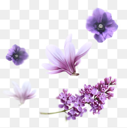 260x261 Lilac Png Images Vectors And Psd Files Free Download On Pngtree