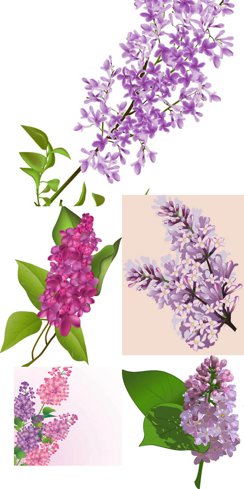 800x1600 Lilac Flowers Vector Vector Graphics Blog