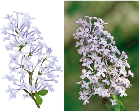 571x454 Lilac Vector Own Drawing Free Vector In Adobe Illustrator Ai ( .ai