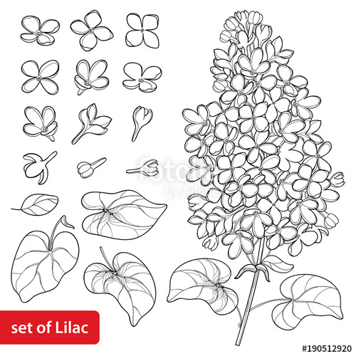 500x500 Vector Set With Outline Lilac Or Syringa Flower, Ornate Leaves And