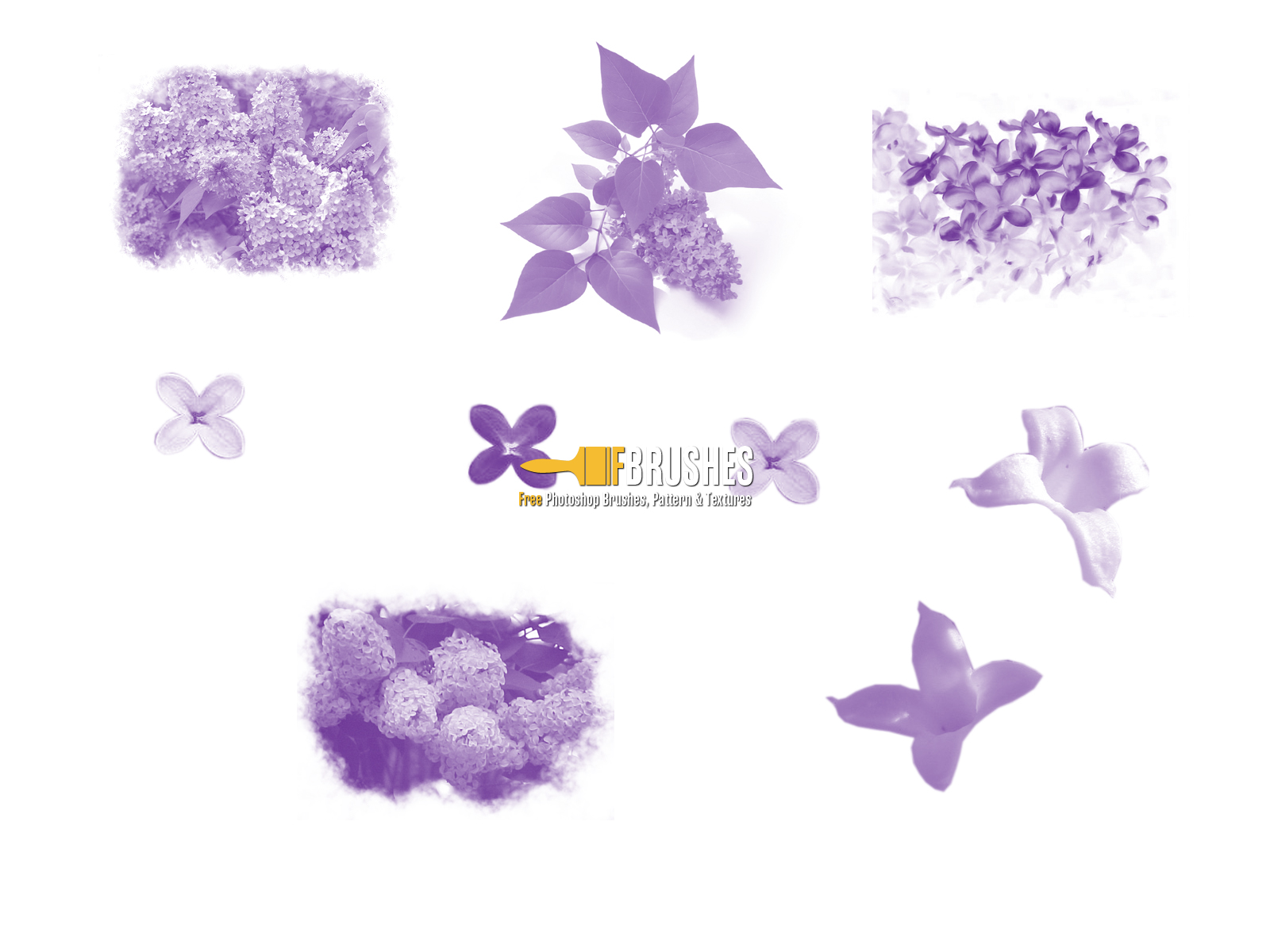 1600x1200 Lilac Flowers