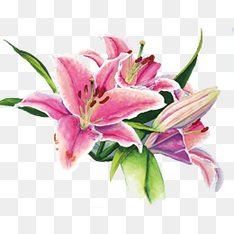 260x260 Lily Flower Png Images Vectors And Psd Files Free Download On