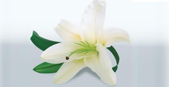 568x294 Lily Flower Vector 123freevectors