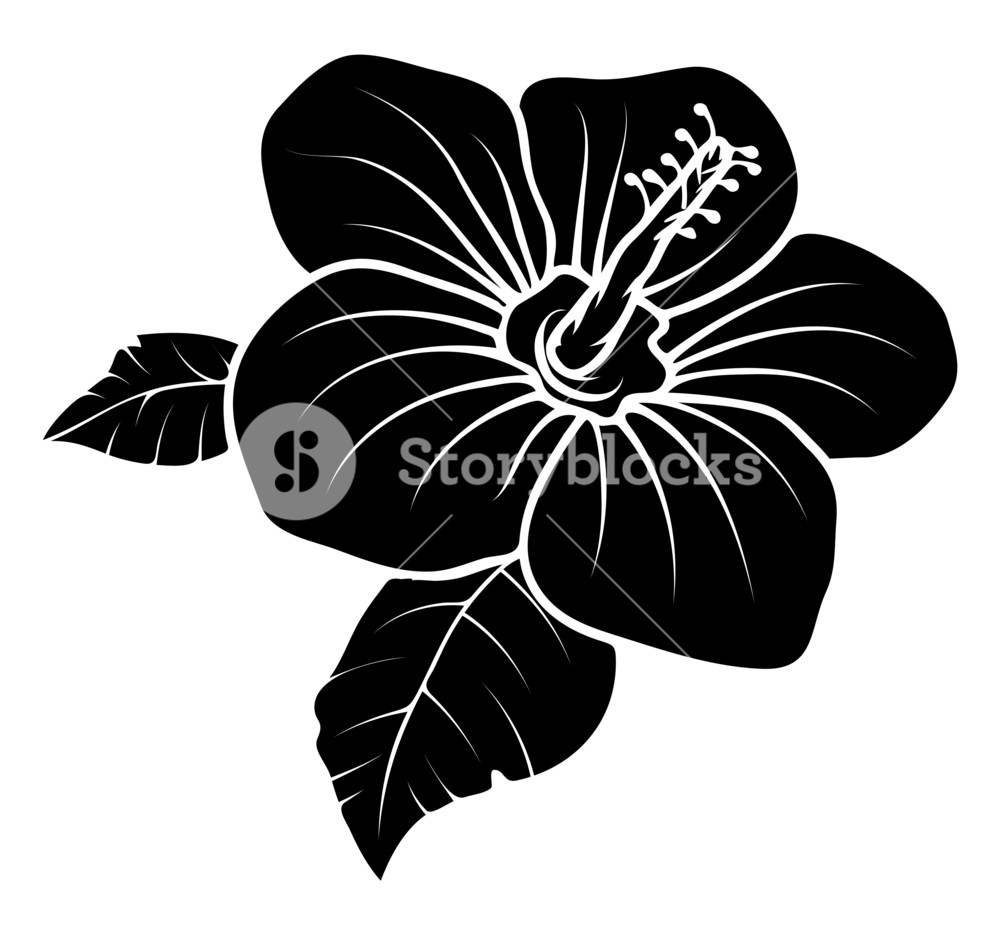 1000x935 Lily Flower Vector Silhouette Royalty Free Stock Image