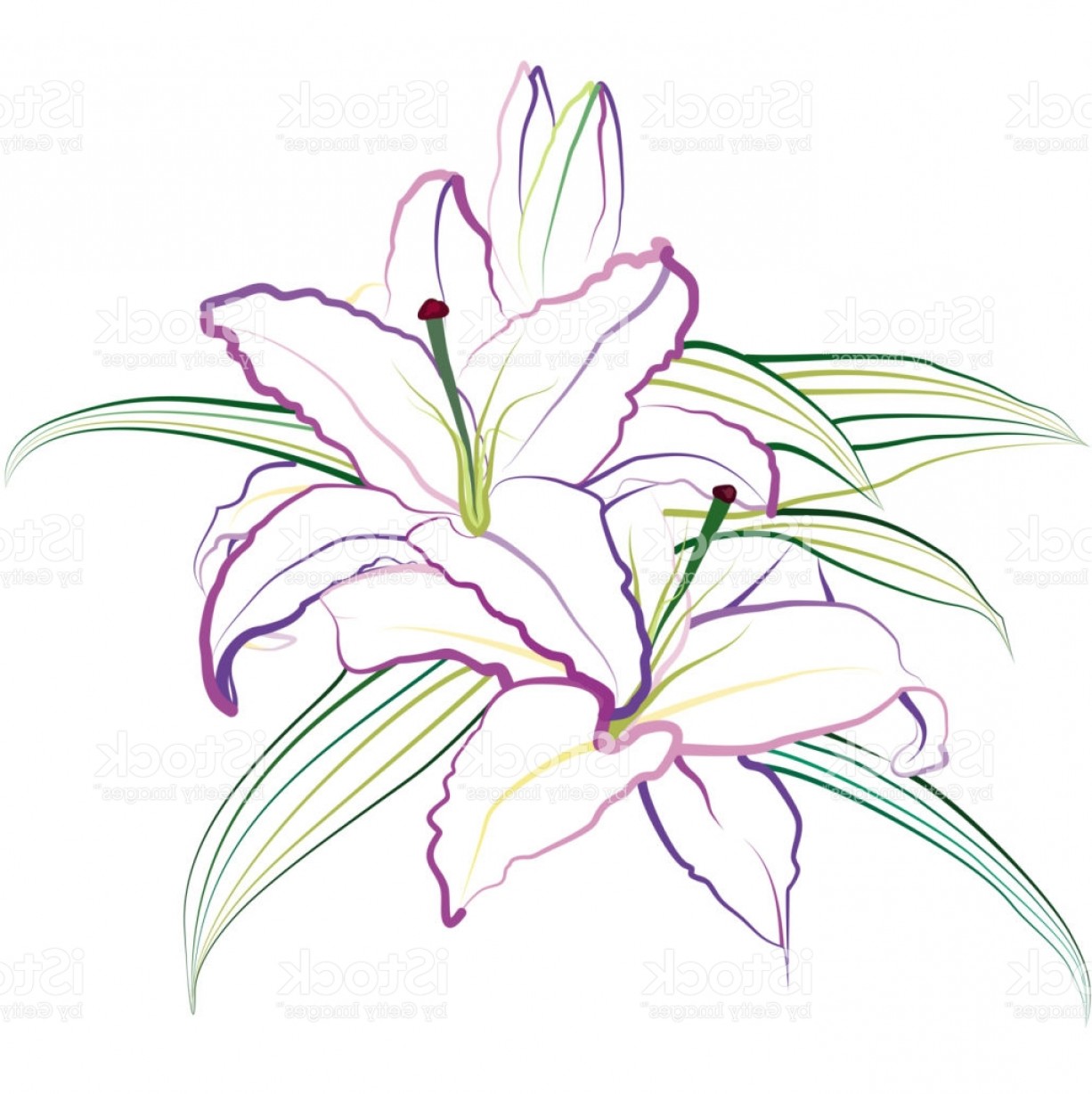 1226x1228 Lily Flowers Vector Sketch Gm Arenawp