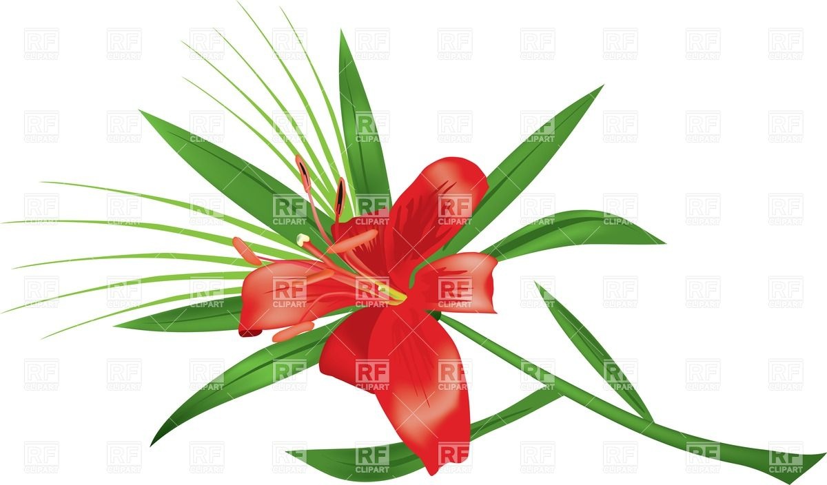 1200x704 Lily Flower Vector Image Vector Artwork Of Plants And Animals