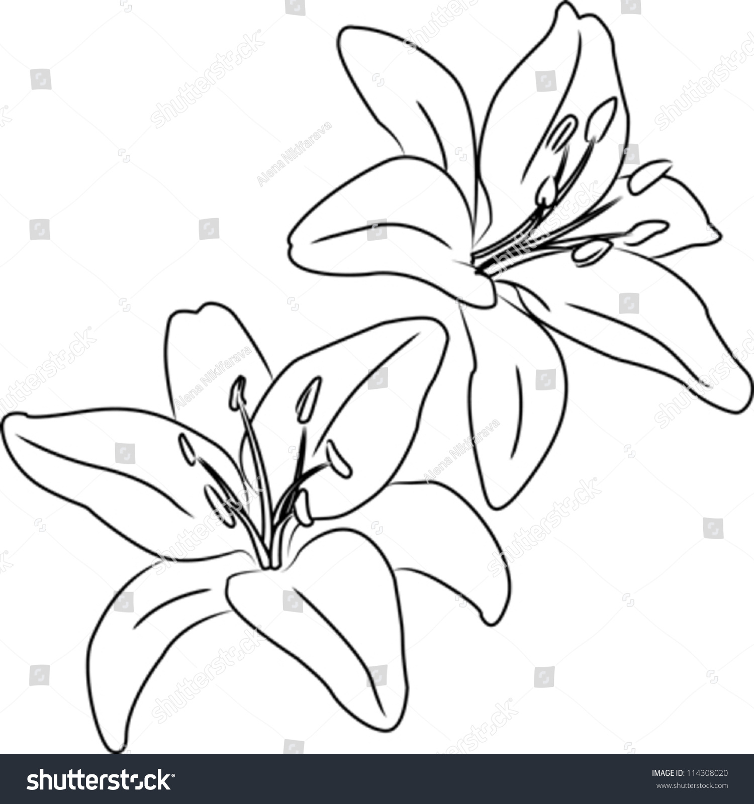 1500x1600 Sketch Of A Lily Flower Two Blooming Asiatic Lilies Flowers Vector