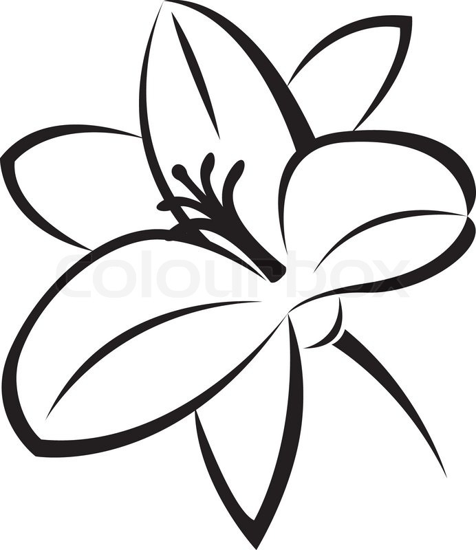 692x800 Vector Monochrome Illustration Of Lily Flower Stock Vector