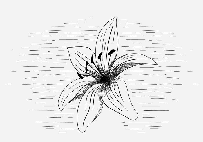 700x490 Free Vector Lily Flower Illustration