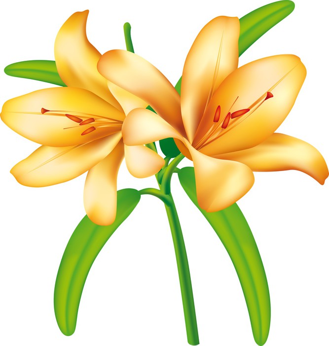 667x700 Lilies Flower Vector Wall Mural We Live To Change