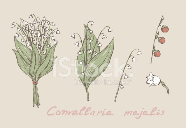638x440 Lily Of The Valley Hand Drawn Set Vector Stock Vector