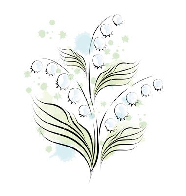 380x400 Lily Of The Valley Sketch Vector 548189