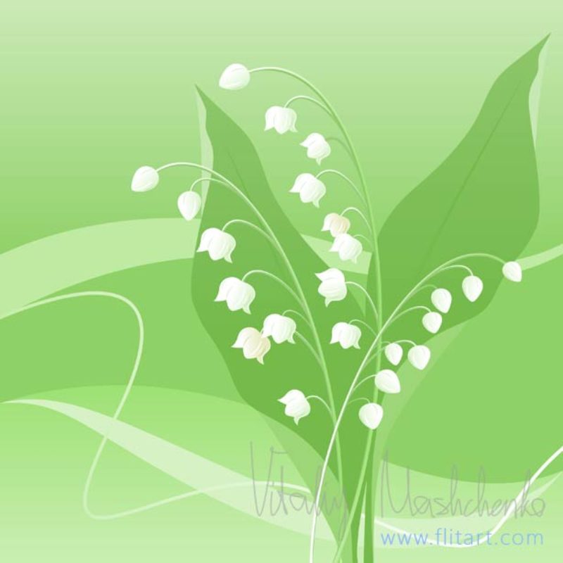 800x800 Lily Of The Valley. Vector Illustration. Eps