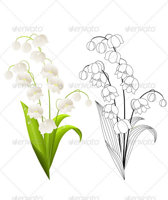 590x700 Vector Lily Of The Valley Isolated On White. By Nurrka01