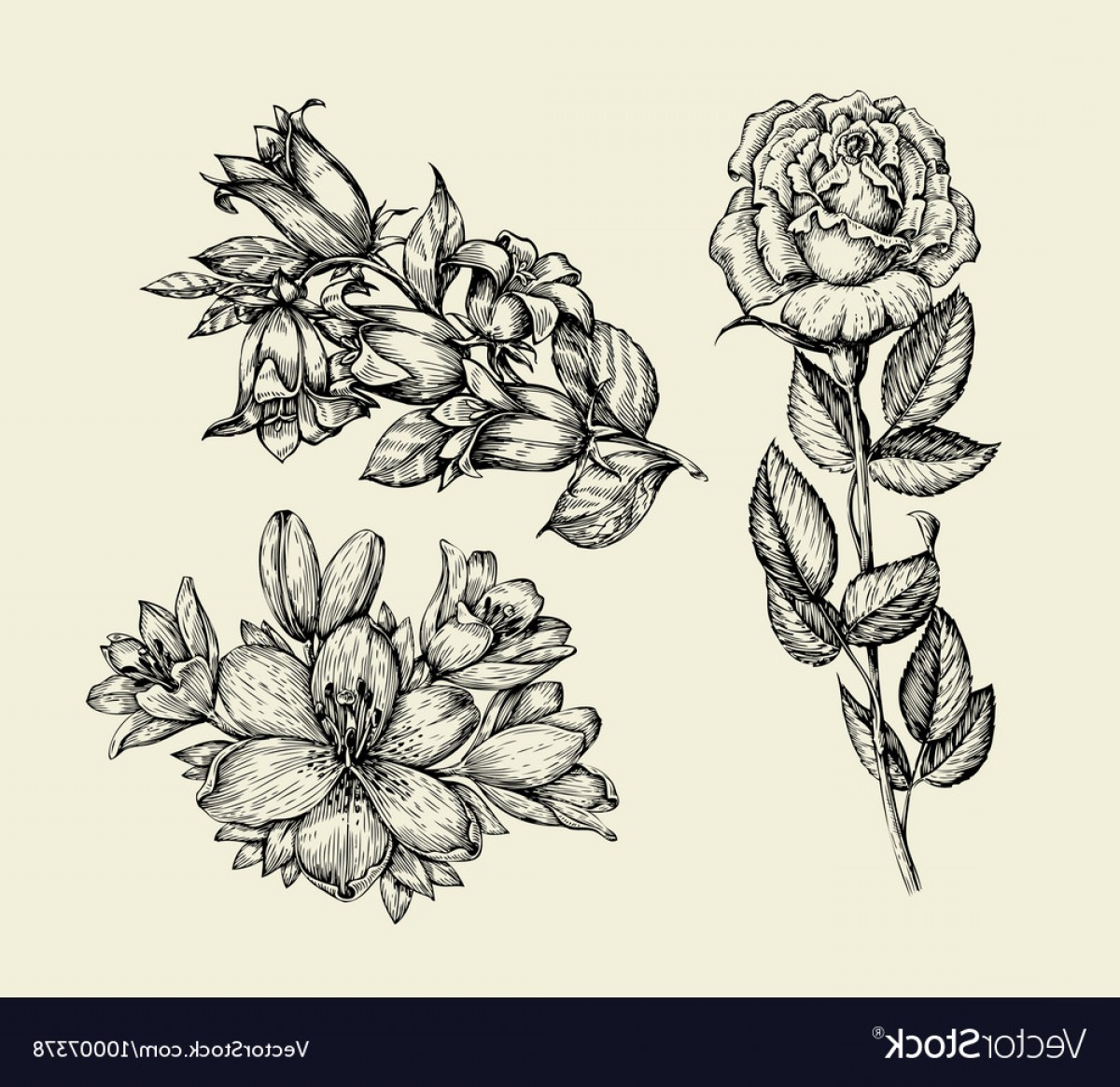 1200x1165 Flowers Hand Drawn Sketch Flower Bell Rose Lily Vector Arenawp