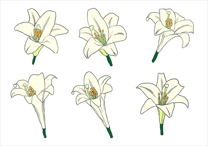 700x490 Lily Free Vector Art