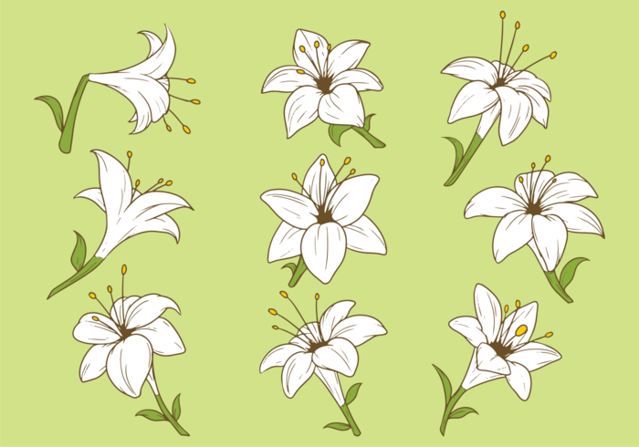 700x490 Lily Free Vector Art