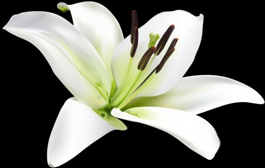 526x334 Lily Vector Free Vector In Adobe Illustrator Ai ( .ai ) Vector