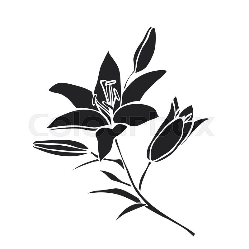 800x800 Silhouette Lily. Black Outline On White Background. Vector