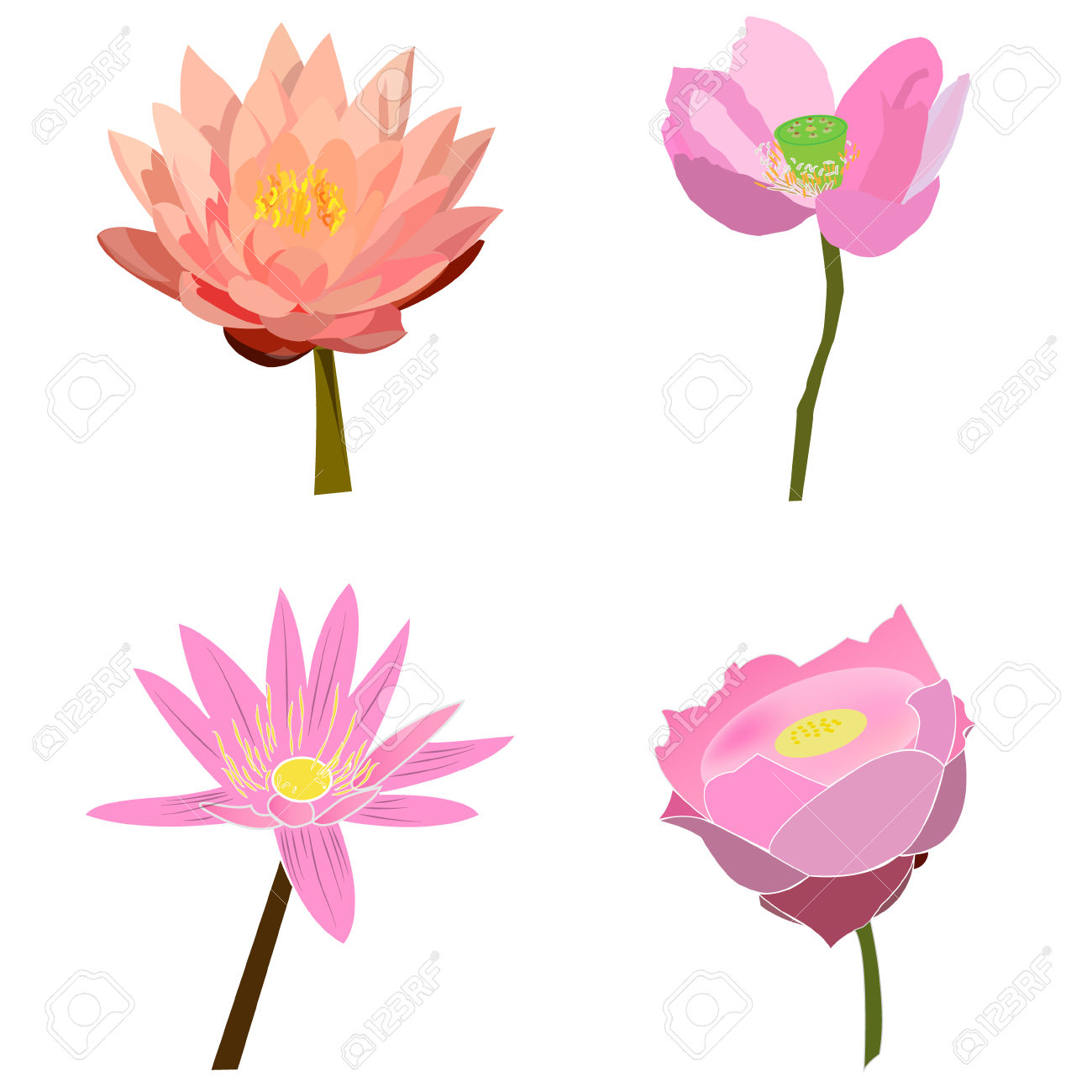 1300x1300 Water Lily Vector Free Download